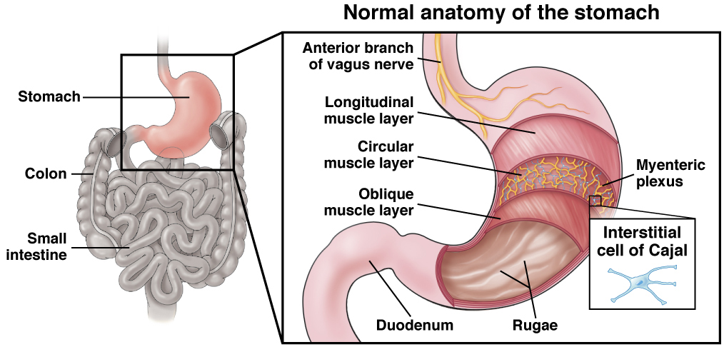 Normal Anatomy of the Stomach